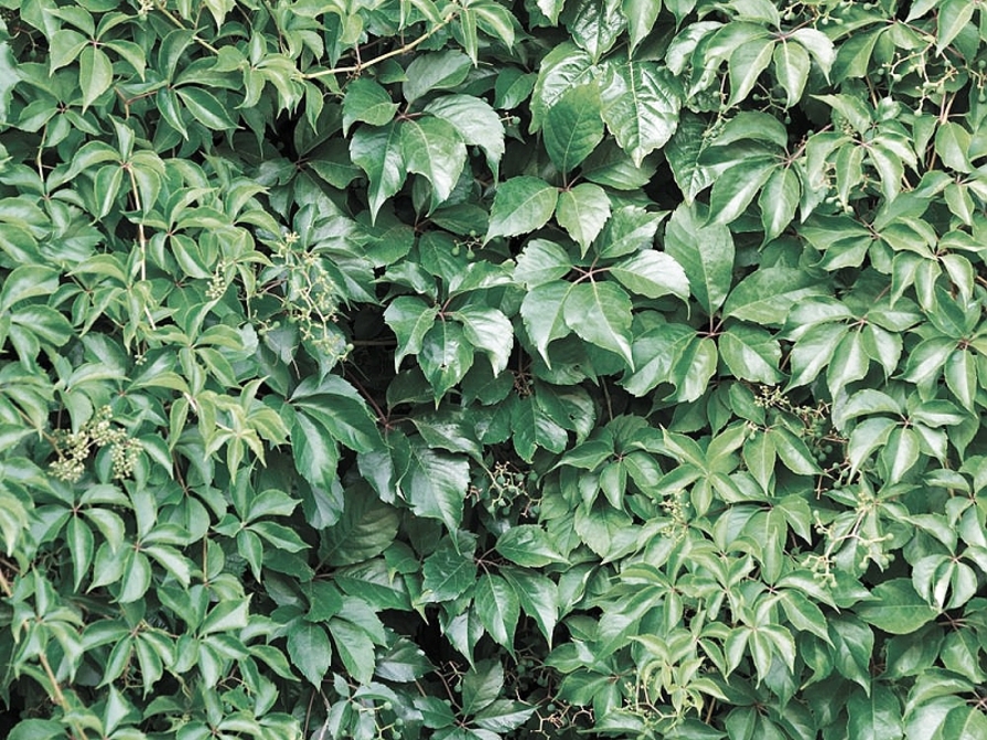 Selbstkletternde Jungfernrebe (Parthenocissus quinquefolia)